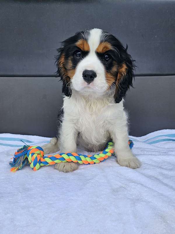 male-cavalier-king-charles-spaniel-dog