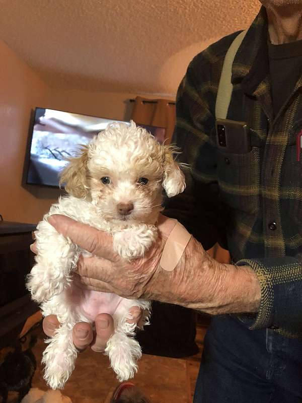 teacup-poodle-puppy