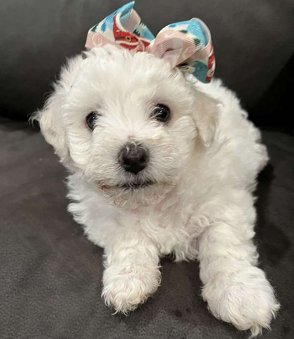 curly-haired-bichon-frise