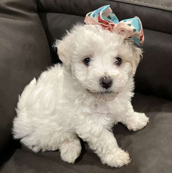 white-bichon-frise