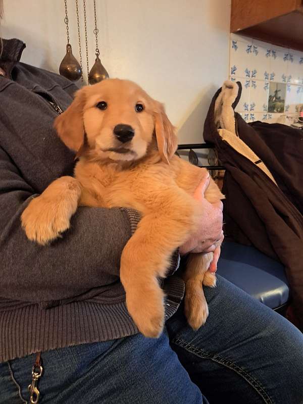 double-coated-golden-retriever