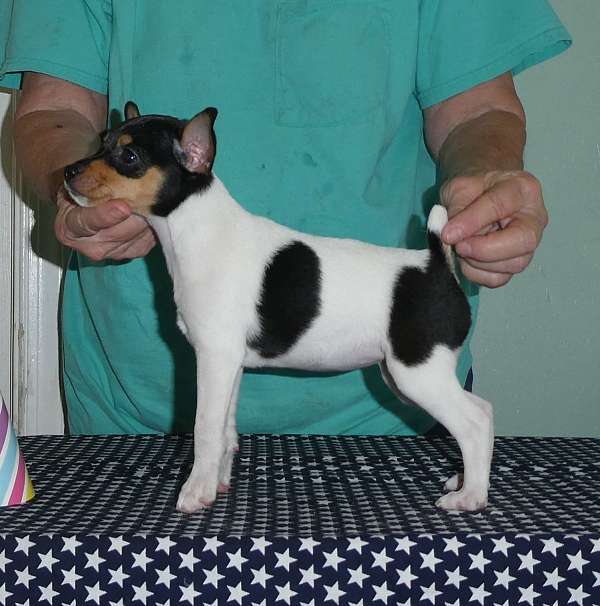 purebred-toy-fox-terrier