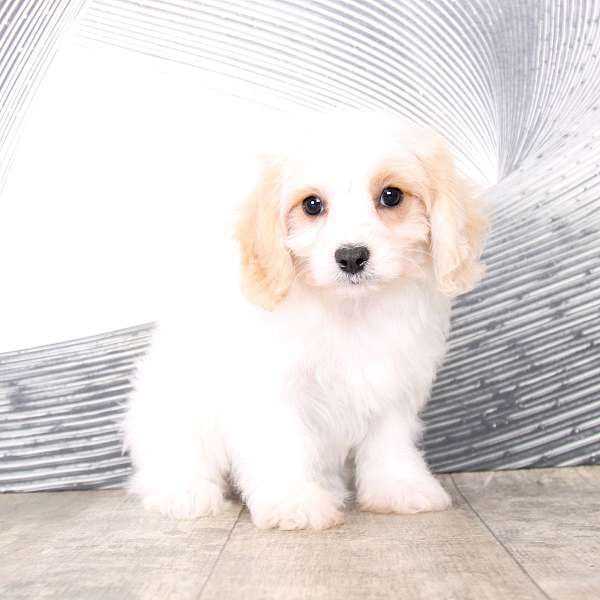 blenheim-small-cavachon