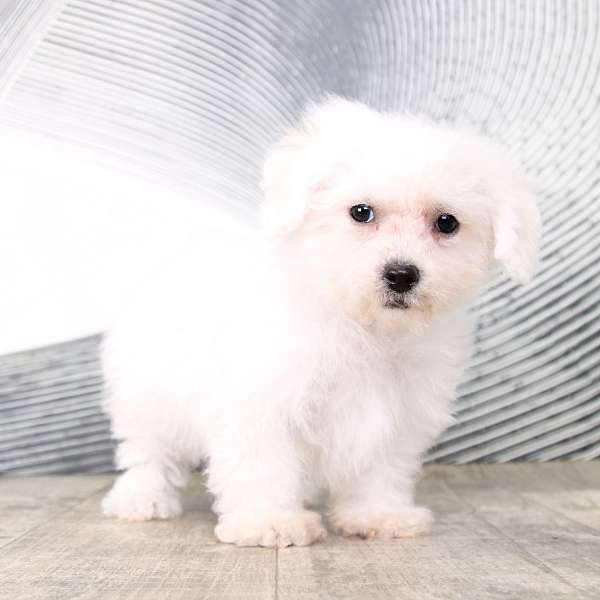 toy-small-white-puppy