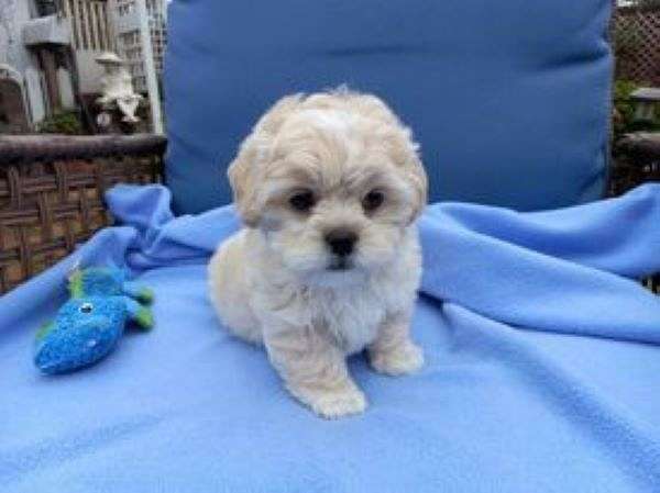 mixed-white-hypoallergenic-shih-poo
