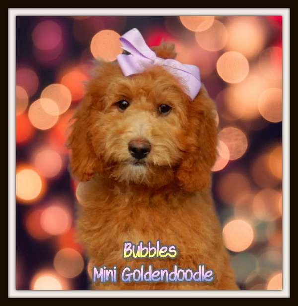 female-miniature-goldendoodle-dog