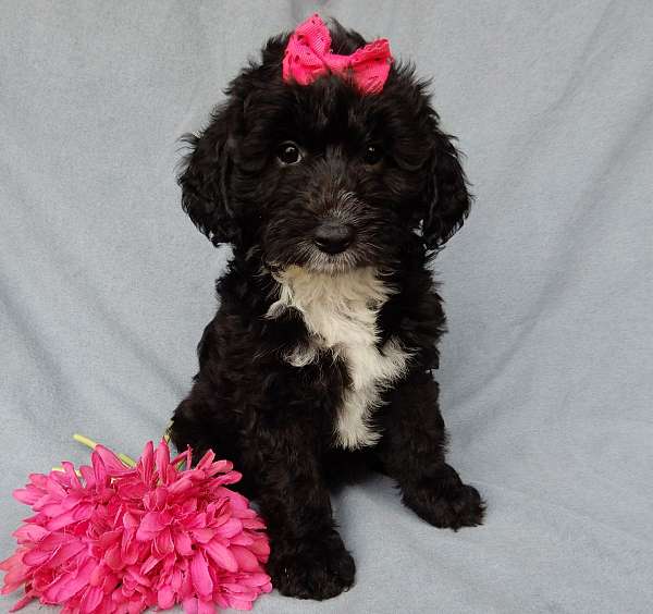 blue-merle-female-old-english-sheepdog-poodle