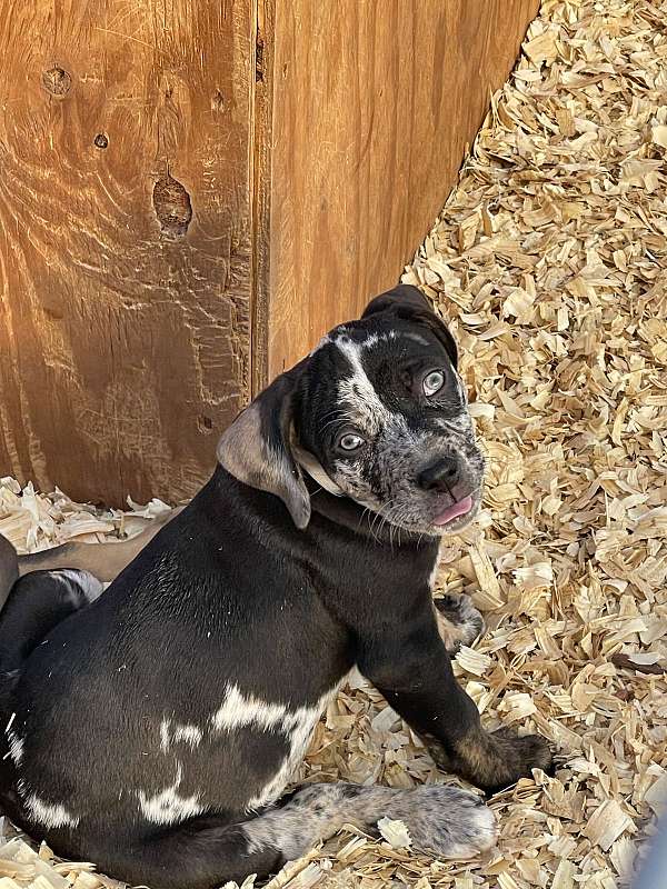 black-silver-short-haired-catahoula