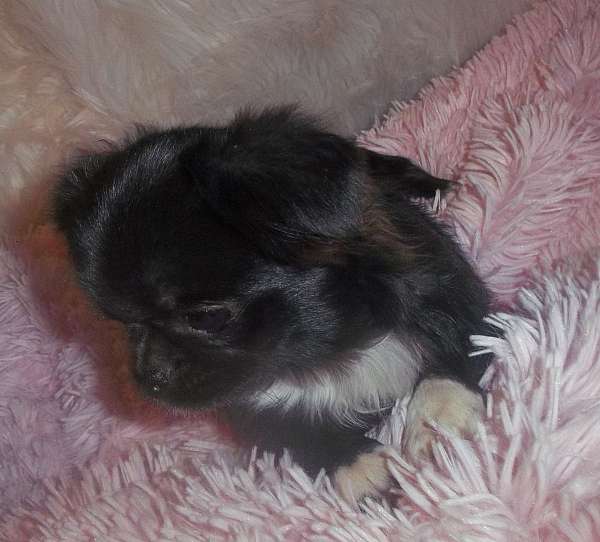 AKC Chihuahua Female Long Coat