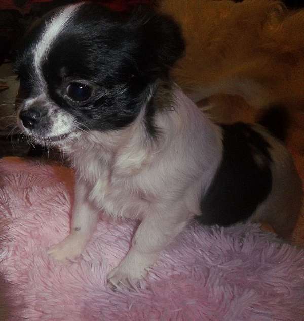 Chihuahua Female AKC Long Coat
