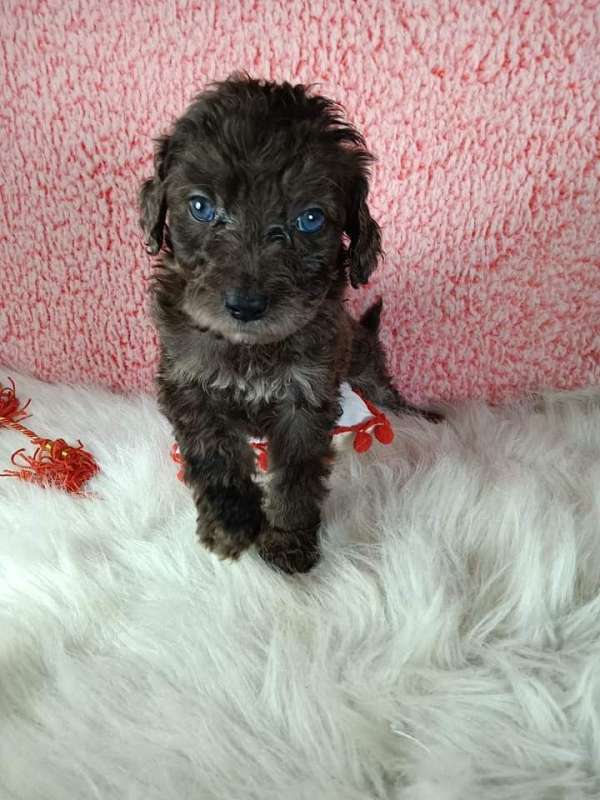 chocolate-male-female-labradoodle