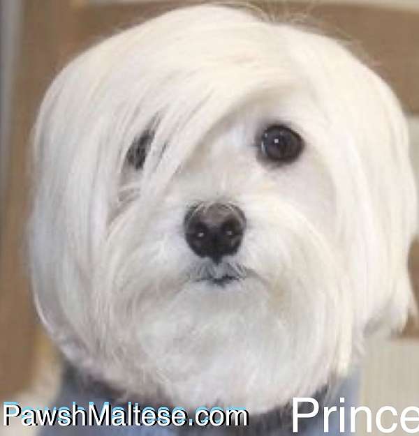 white-dog-maltese