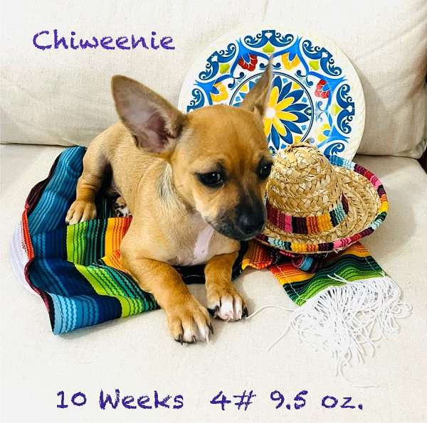 brown-smooth-coated-chiweenie