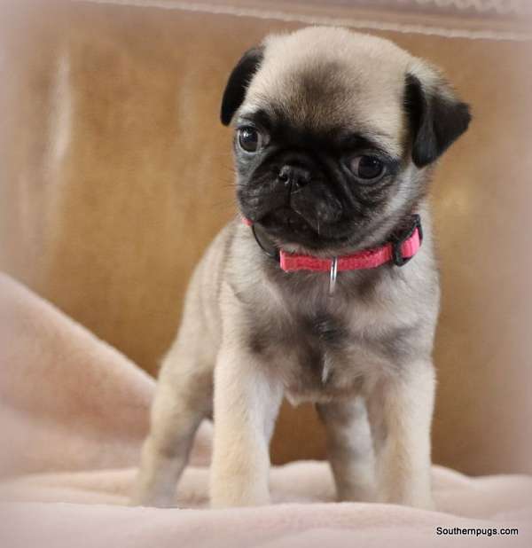 mixed-fawn-short-haired-pug