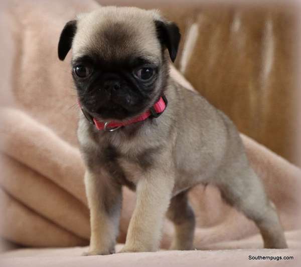 short-haired-mixed-pug