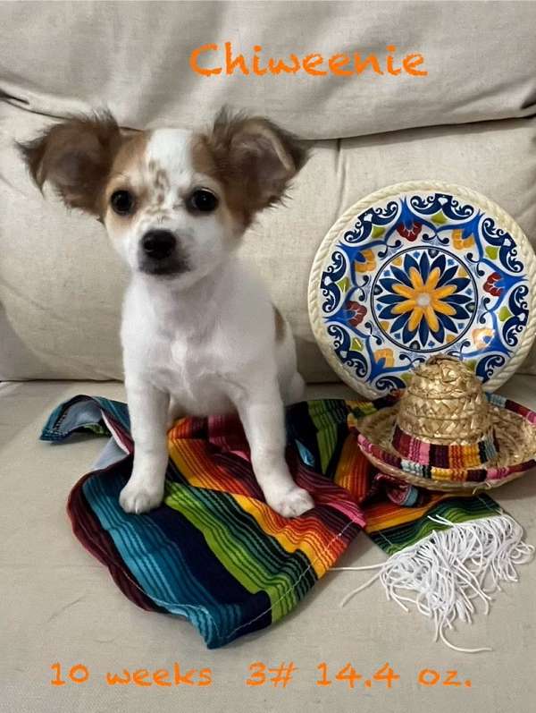 parti-colored-medium-haired-chihuahua