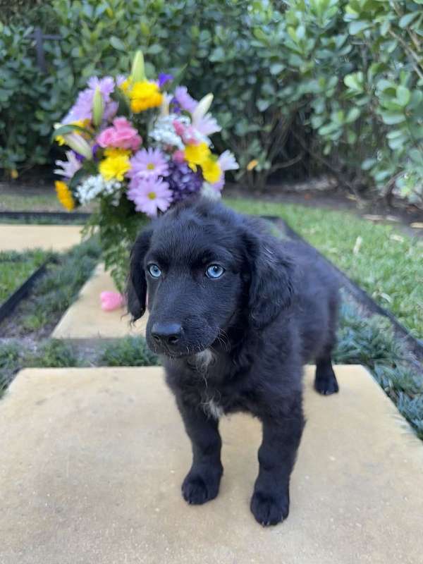 aussiedoodle