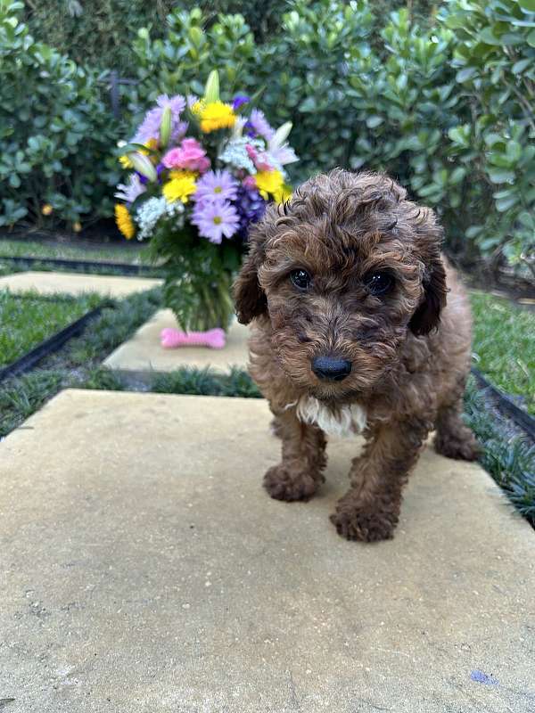 mixed-aussiedoodle-dog