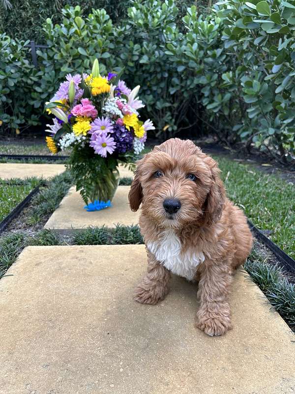 mixed-aussiedoodle