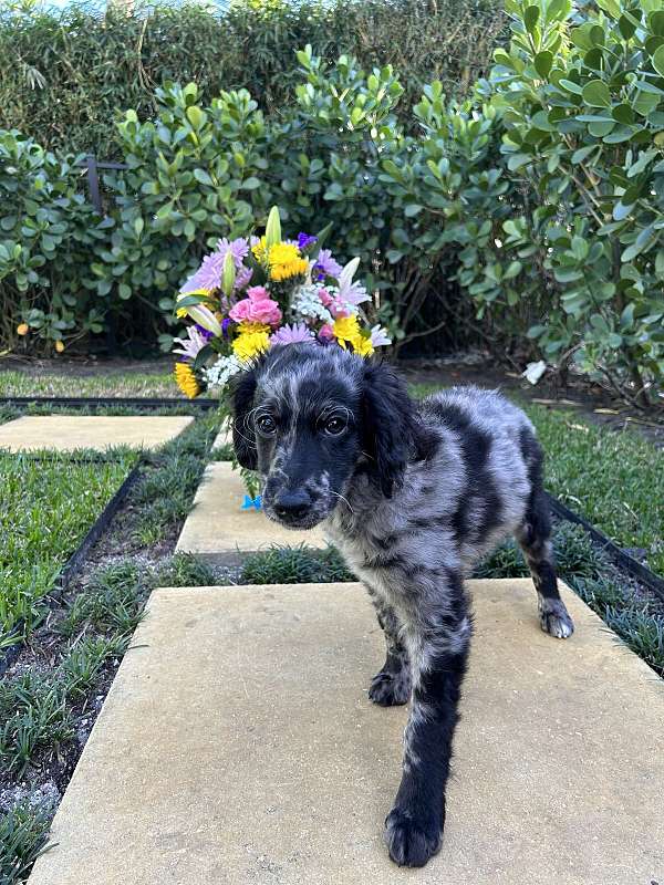 aussiedoodle-dog-for-sale