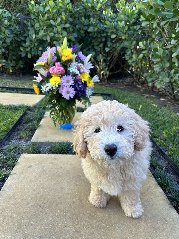 aussiedoodle-dog