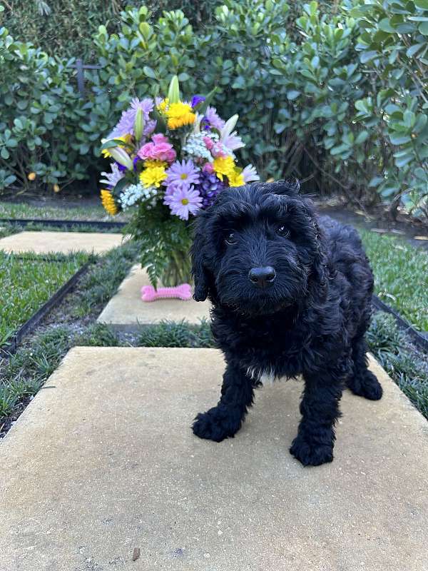 hypoallergenic-poodle