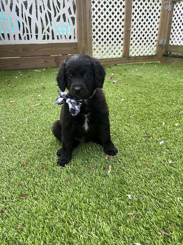 kids-aussiedoodle