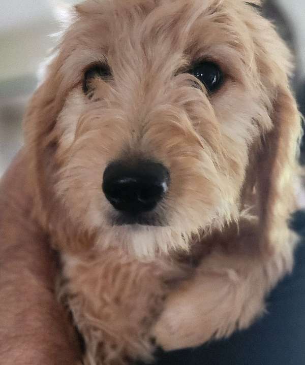 medium-goldendoodles