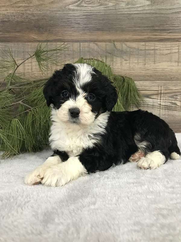 Anna Female Mini Bernedoodle 7391