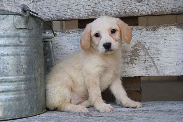 female-miniature-labradoodle-puppy
