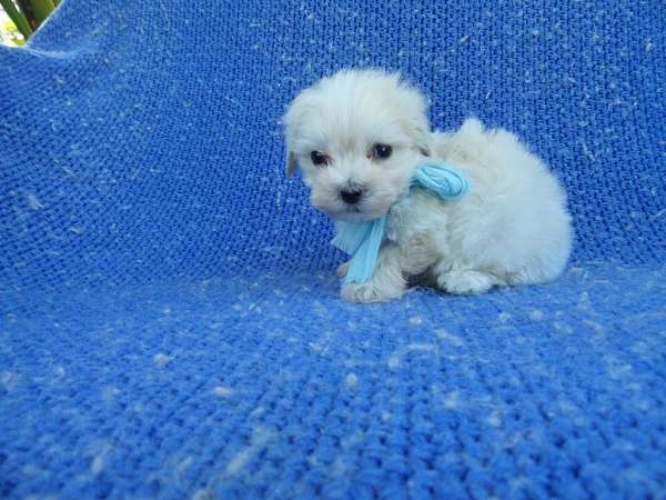 Maltipoo Puppies