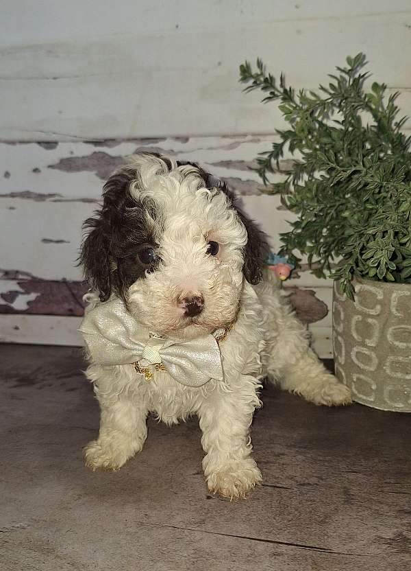 male-toy-poodle-puppy