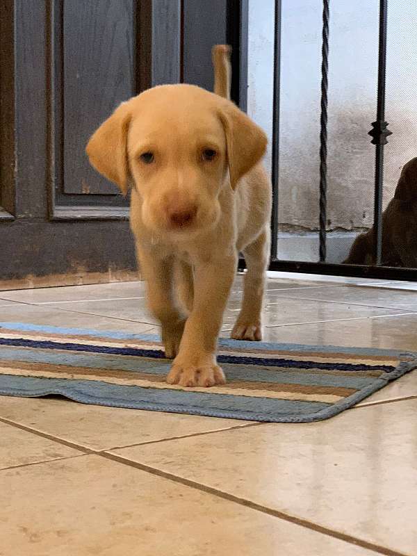 standard-brown-labrador-retriever