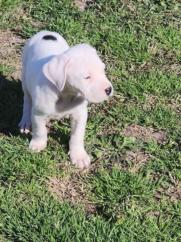 dogo-argentino-dog-for-sale