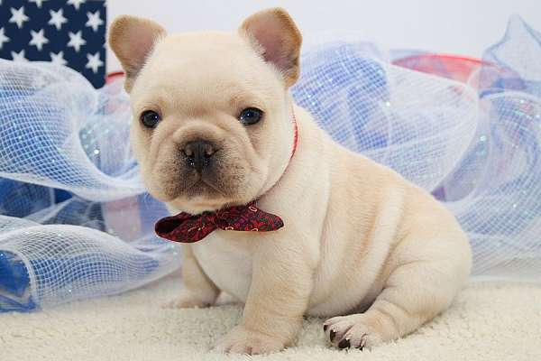 short-haired-french-bulldog