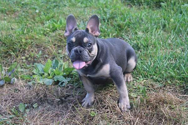 male-french-bulldog