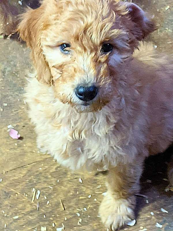 cream-curly-haired-goldendoodle