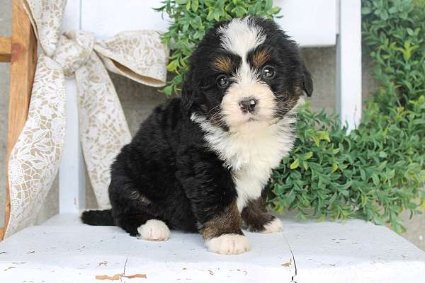 male-bernedoodle-puppy