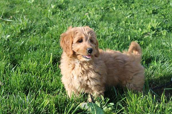 female-miniature-goldendoodle-dog