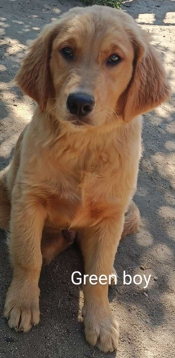 red-golden-retriever