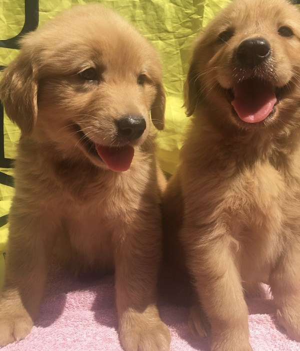 male-golden-retriever-puppy