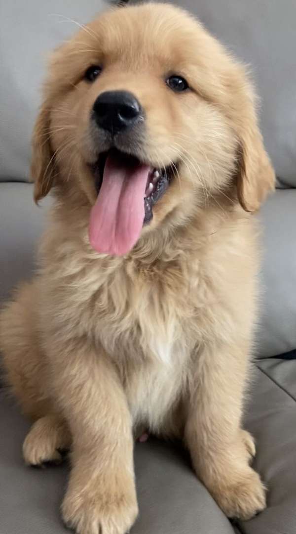 male-golden-retriever-puppy