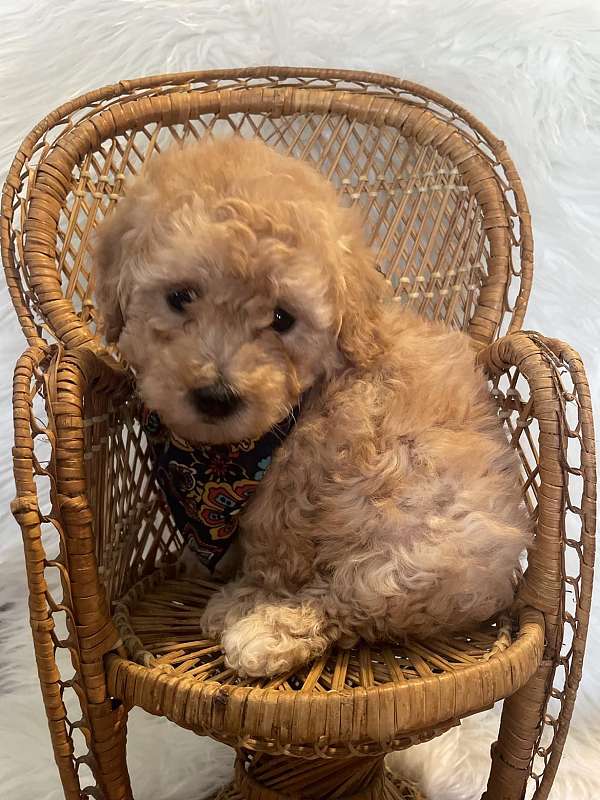 gold-hypoallergenic-toy-poodle