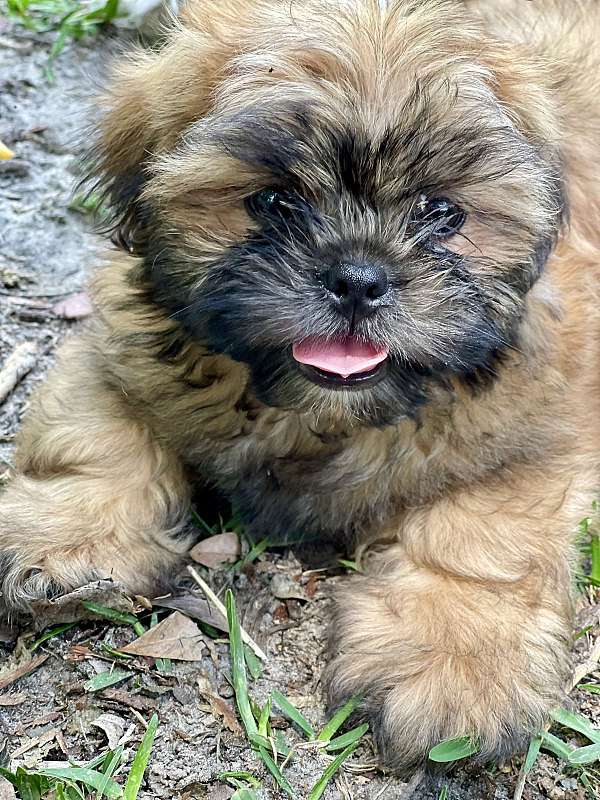 female-shih-tzu-dog