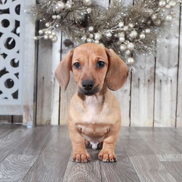 brown-dachshund