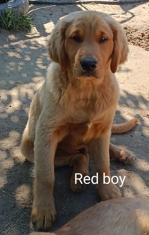 red-golden-retriever