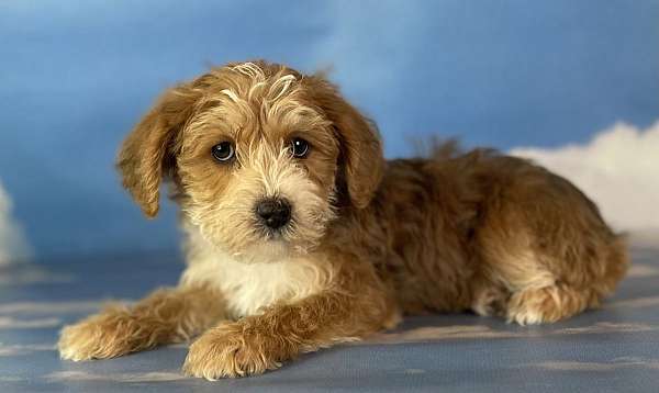 male-yorkshire-terrier-puppy