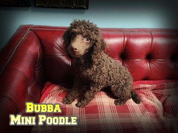 male-miniature-poodle-dog