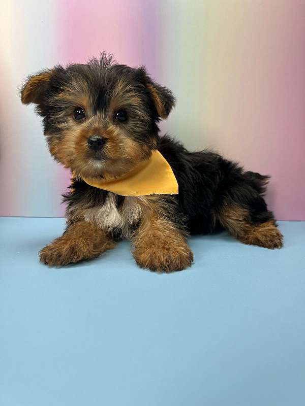 yorkie-puppy-for-sale-in-ny