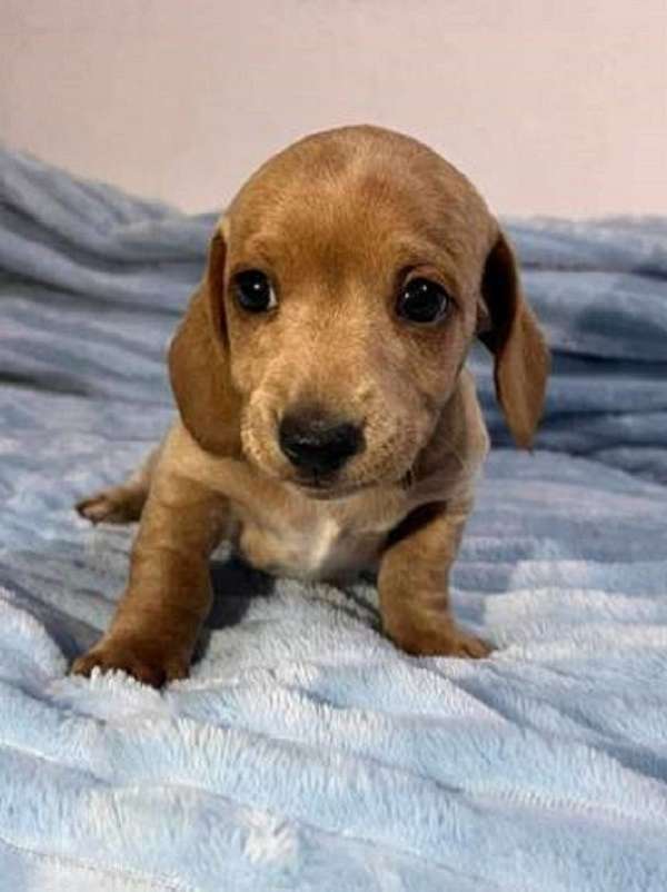 single-coated-dachshund